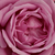 Lila - Virágágyi floribunda rózsa - Blue Parfum ®